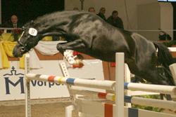 Der 2009 in Redefin gekörte Reitponyhengst Illes Baumann (Z.u.B.: Jutta und Siegfried Illner, Zingst) wurde anlässlich der 3. Sportponyschau auf der Grünen Woche in Berlin in seinem Ring Zweiter beim Freispringen. Foto: Wego